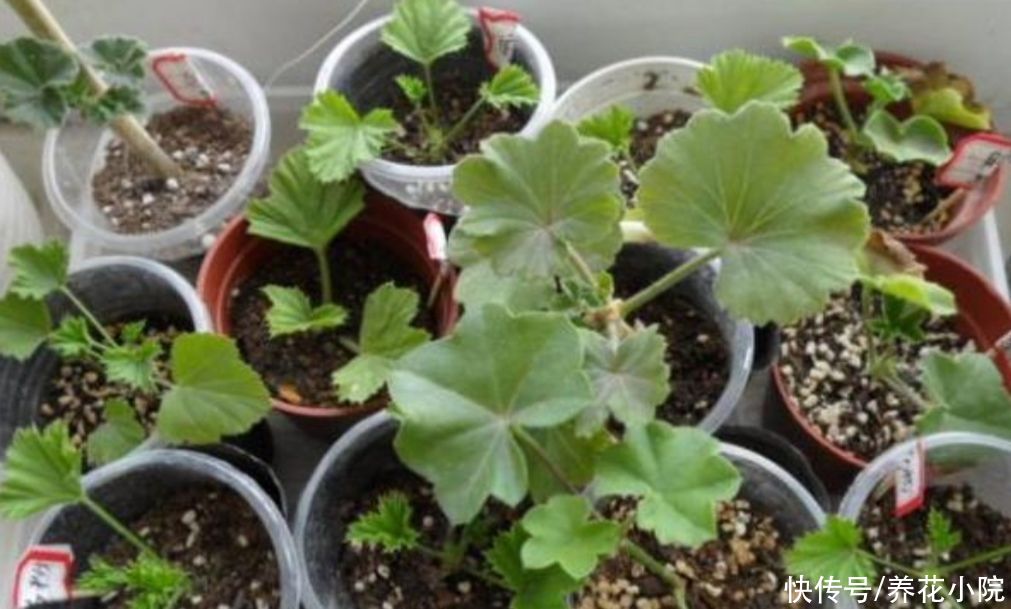 生根剂不用买，3种小东西做成生根水，也能使插穗快速生根