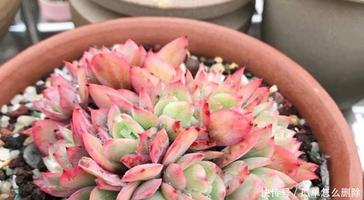 多肉“长不高”,盆里加点“白粉末”,1个月后,不长也得长!