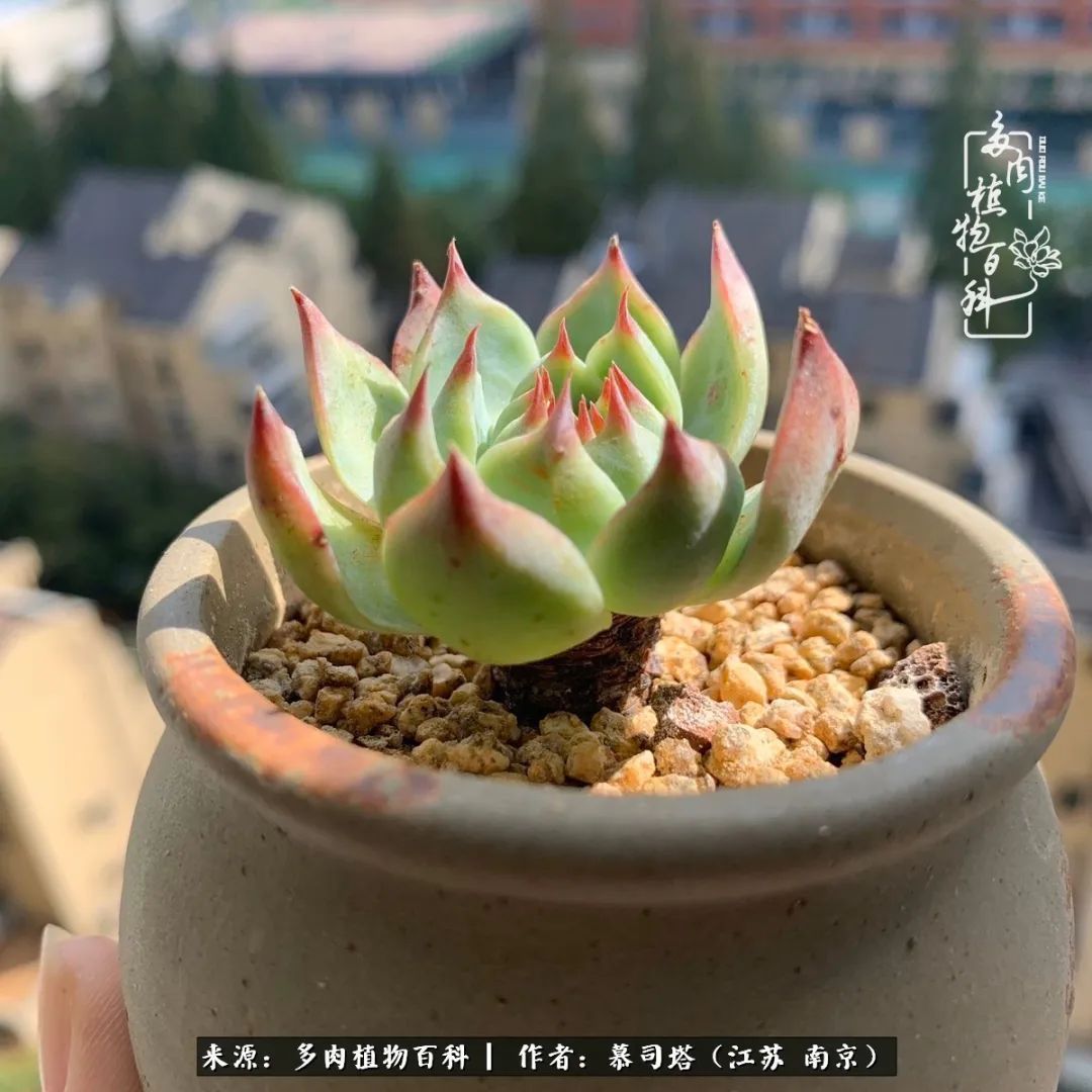 当多肉小白磕上吉娃娃!把自己都要美哭了!