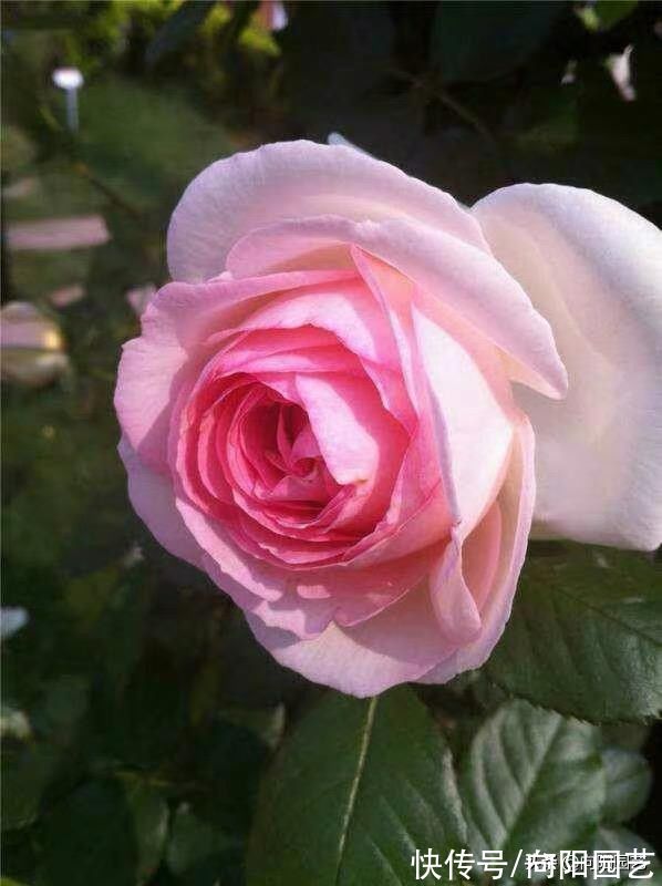 秋季来临,月季花的叶子开始脱落,先把叶子给撸掉,保留养分