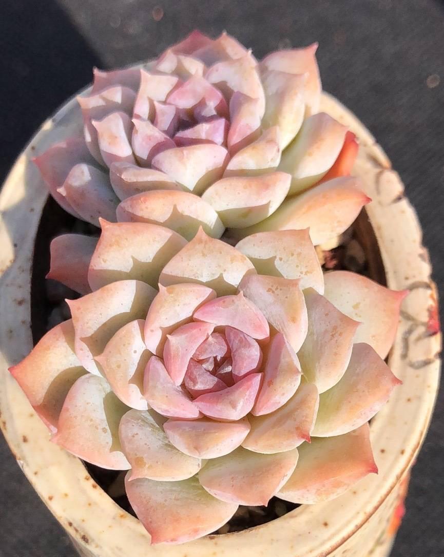 多肉植物|养多肉，有一点很关键，枝叶茁壮变老桩，颜色状态都很赞