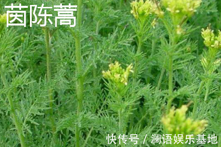 验方|15个名老中医千金难买的珍贵秘验方,一用就见效,值得永久收藏!