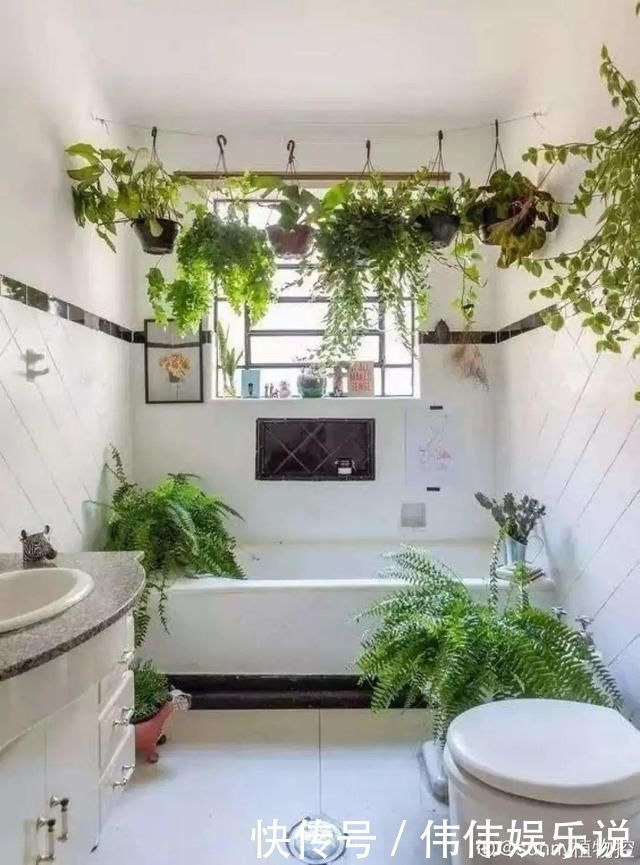 地方|夏天养花,这个地方千万别摆,否则3天死翘翘