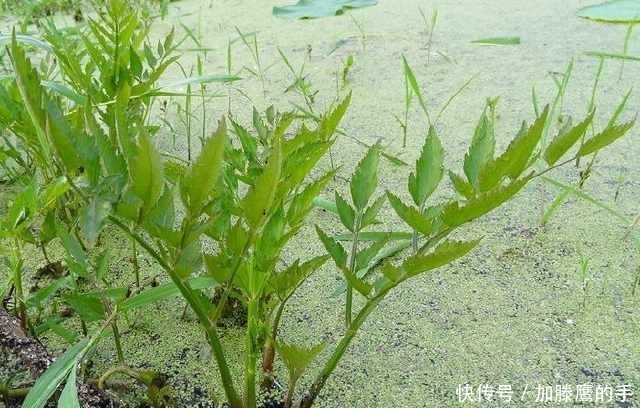 水芹菜|農村有些野菜農村人都不喜歡吃，但都有很多功效