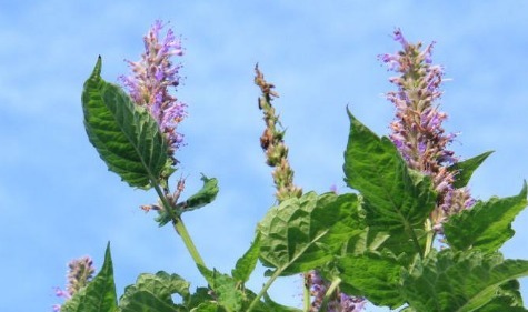野草|一种比香水还香的野草,含一片叶子能除口臭,还是上等高钙菜!