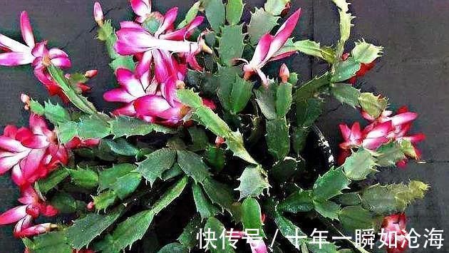 烂根|蟹爪兰发出这个“信号”,一定不要忽视,是在提醒你