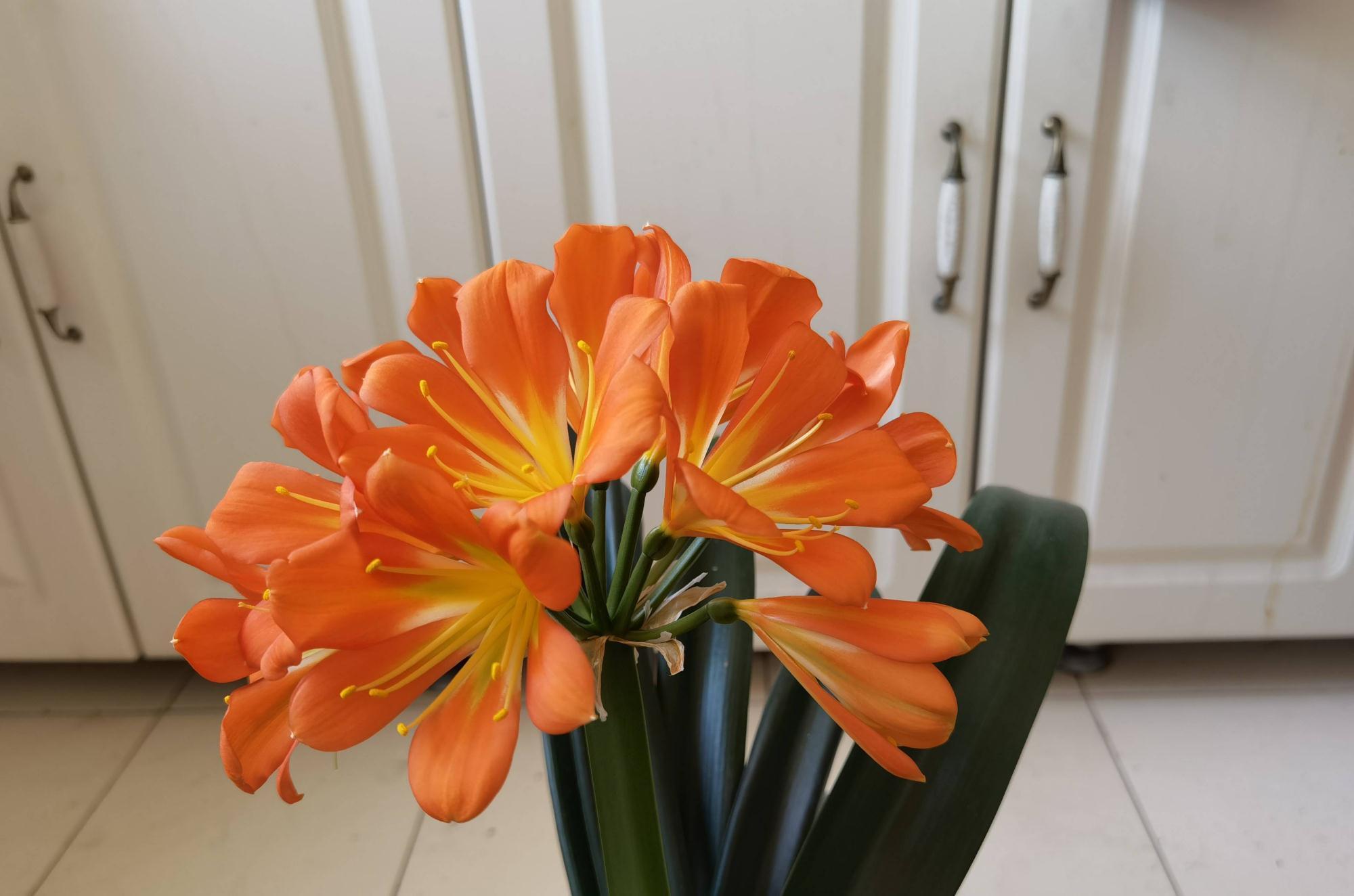 君子兰光长叶不开花该怎么处理？试试2招，开花壮观，一盆变多盆