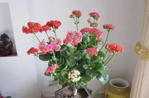 玉树|长寿花教你一招，老桩来的快，开的花也多，现在养护正当时