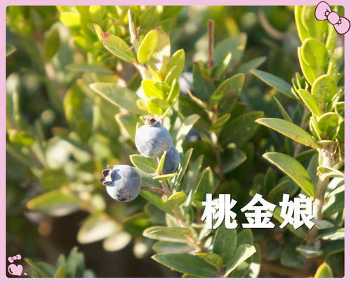 果子|小时候常吃的12种“野果子”,现在很少见了,吃过的年龄不小了