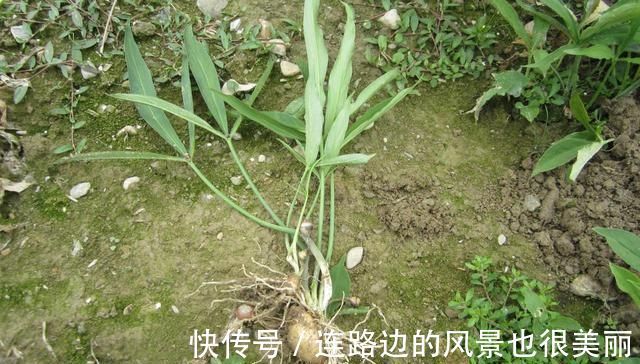 農村|這野草，農村常見，一斤卻賣到了幾百元，若再遇見，請重視