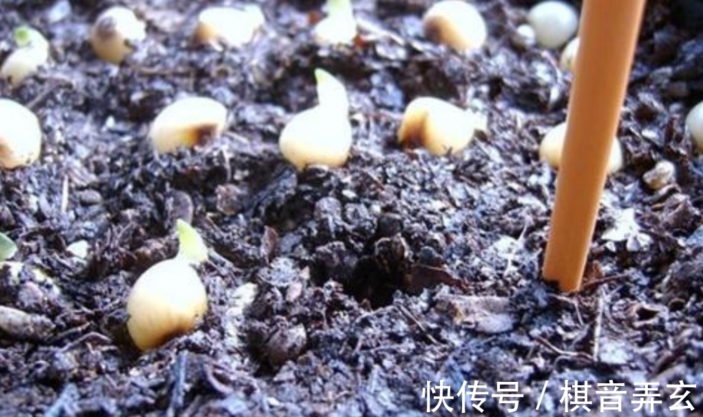 君子兰繁殖很简单,把种子播到花盆里,长出一堆健壮小苗