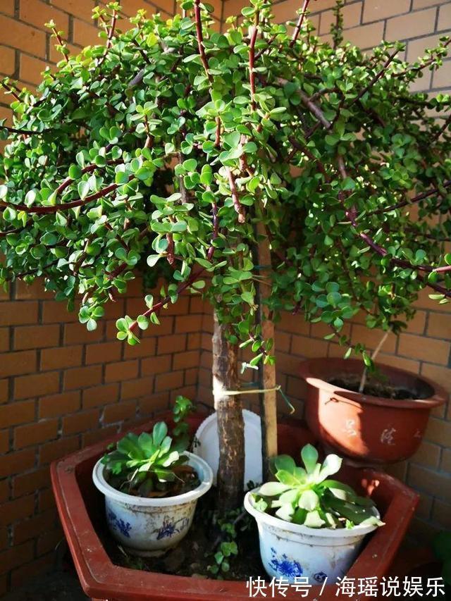 修剪|这花10块钱买一盆,养2年变老桩,叶子密、开花旺,每家都有