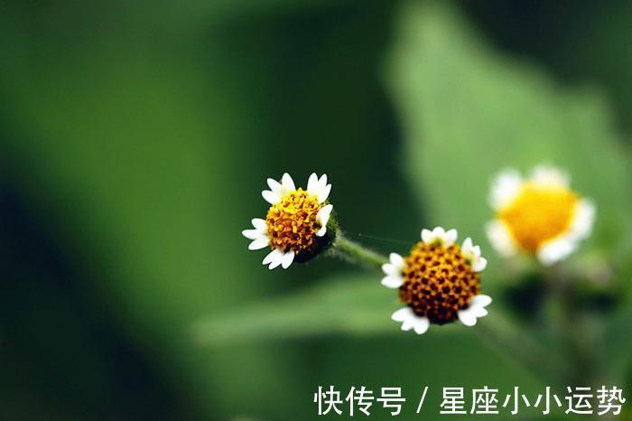 完美邂逅|未来一周,桃花傍身,与真爱完美邂逅,情谊永驻心头的3生肖