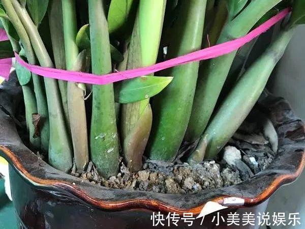 给这花换盆,土里扒出30个崽,根本不用扦插!