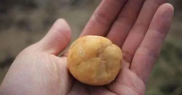 这款自制饵料专门野钓鲫鱼和鲤鱼,成本极低,从来没有空军过!