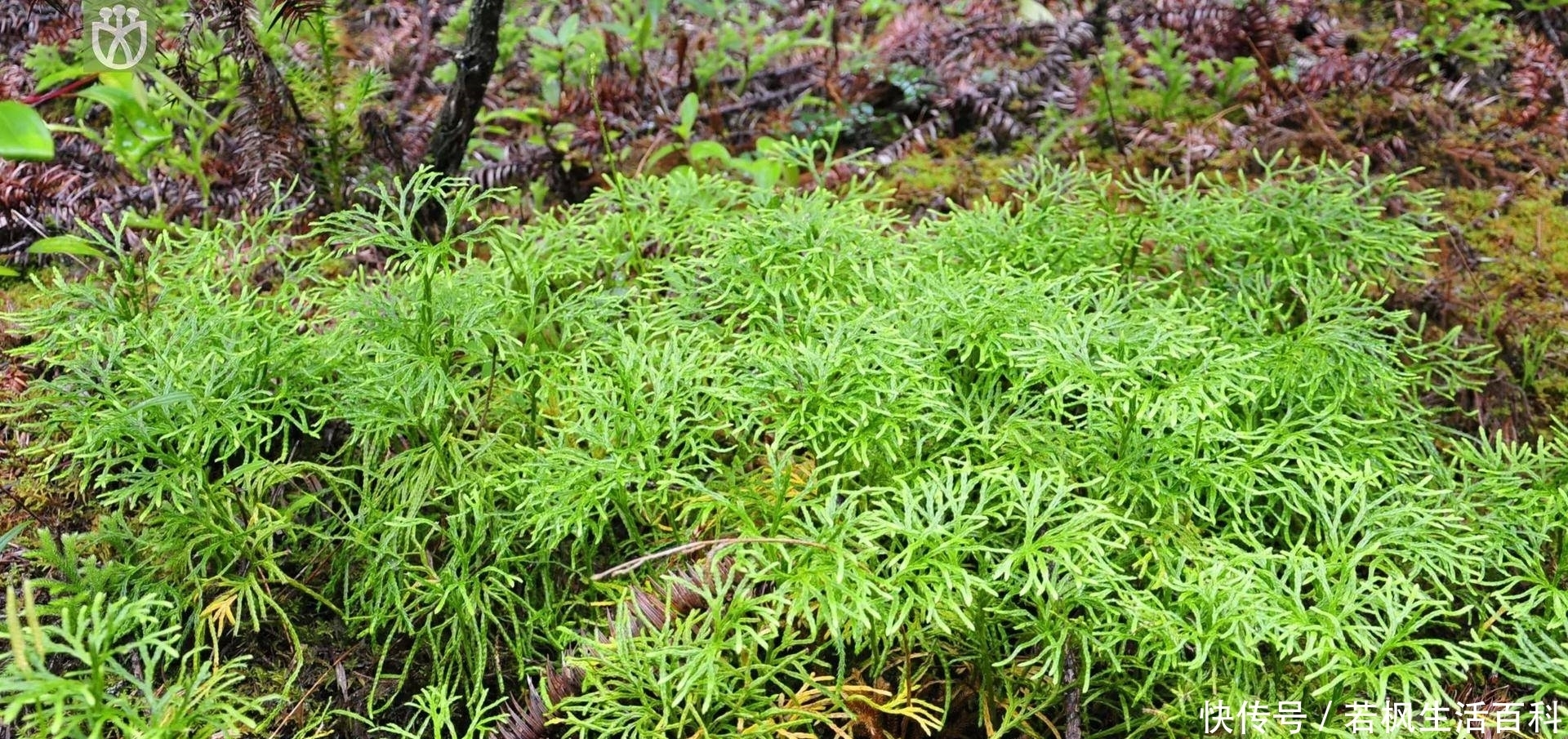  对石松|农村一常见野草，具有药用价值，如今却被城里人当盆栽