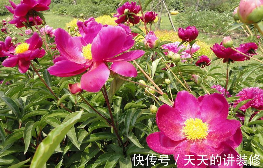 芍药盆栽该做好哪些事情?