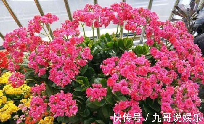 养花就养这几款,漂亮好养,随便养1盆,比香水好闻,比牡丹更好