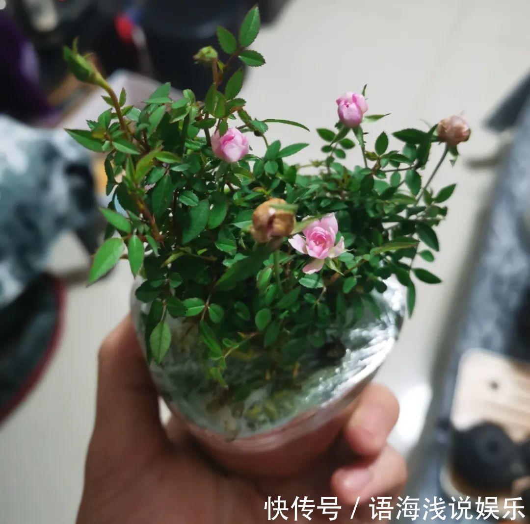 君子兰越小越值钱,养了4年,只有硬币大!