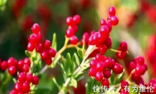 膈食|女人不想老的快,脸上爬满皱纹,3种食物,淡化色斑,美容又养颜