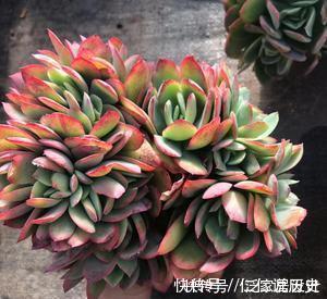 绮罗|这些多肉真霸气,长势旺小盆装不下,易度夏越养越值钱