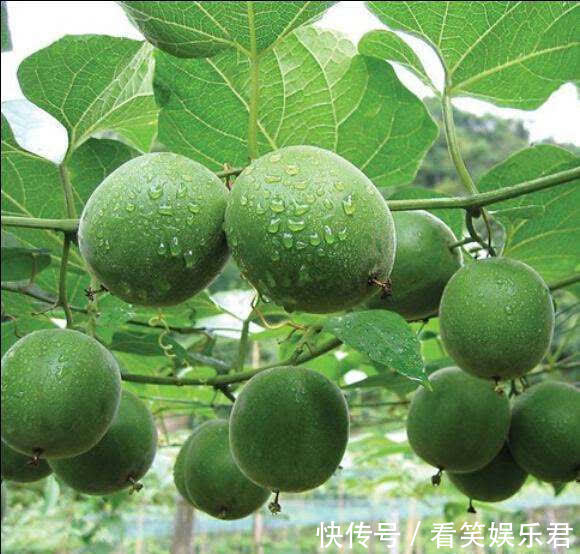 月桂酸|中年人推薦多吃3種食物，美容養生，延緩衰老，好吃又不貴！