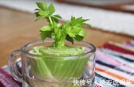 芹菜|还愁没菜吃吗家里种芹菜不用种子不用苗,用这个方法十天长满盆