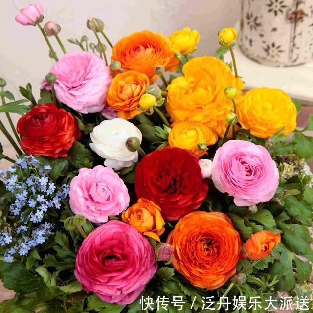 月季花|最恩爱的草花,姿色不输牡丹、月季花,双双对对、天长地久一起开