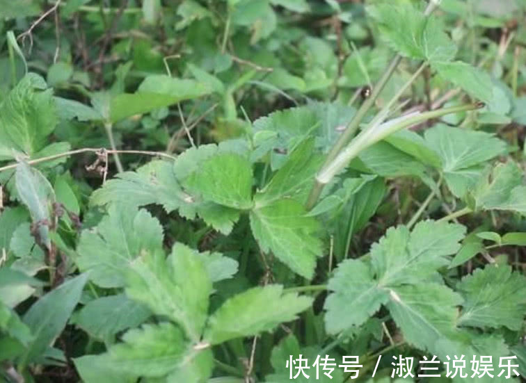 鸭脚板|这野菜叫做“鸭脚板”爽口清脆比白菜好吃，城里人想吃得靠运气