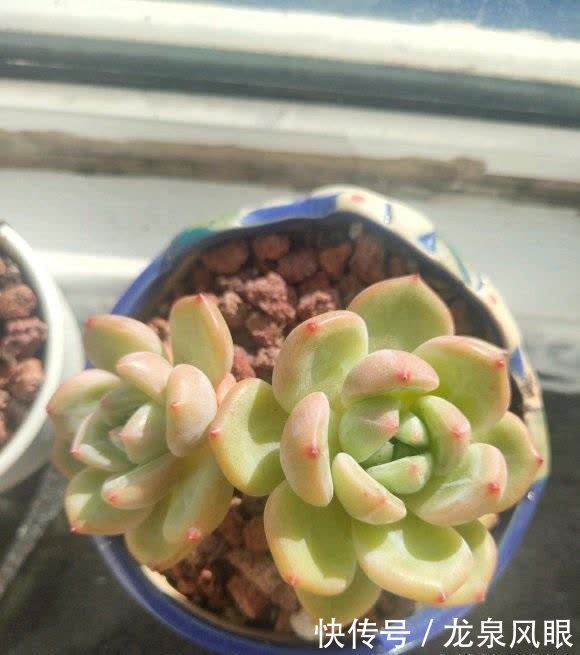 风扇|多肉想要养得好,通风,光照不能少,夏天养多肉,小风扇准备好