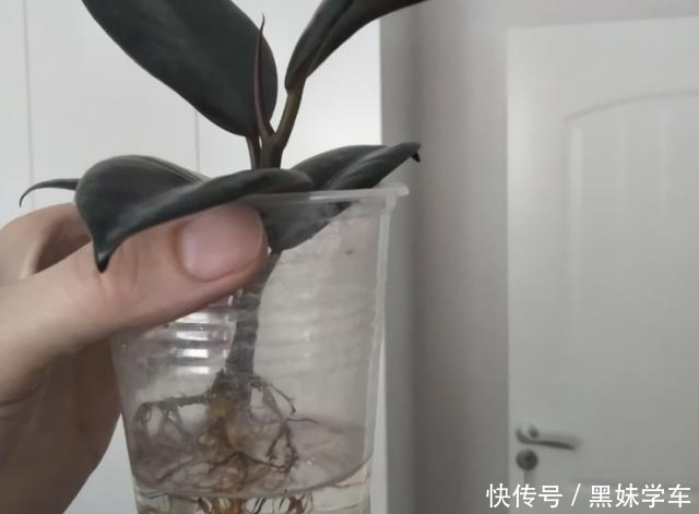 橡皮树打顶前，树皮割几刀，套个杯子，1月得到全新大苗！