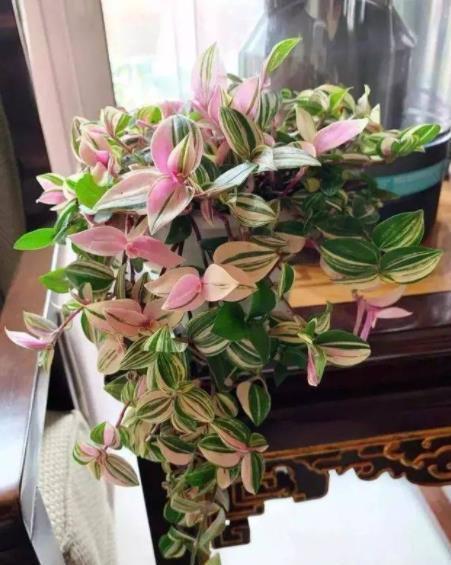 6种漂亮绿植，号称“健康小卫士”，皮实好养，是客厅盆栽佳品