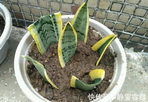 土壤|3种漂亮花,别再花钱买,朋友家摘几片叶子,插在土里就生根!