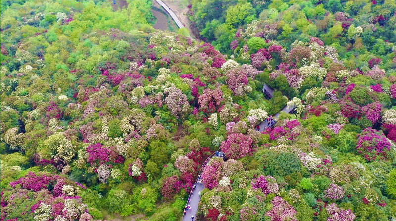 ［百里杜鹃］花开百里，只为遇见你