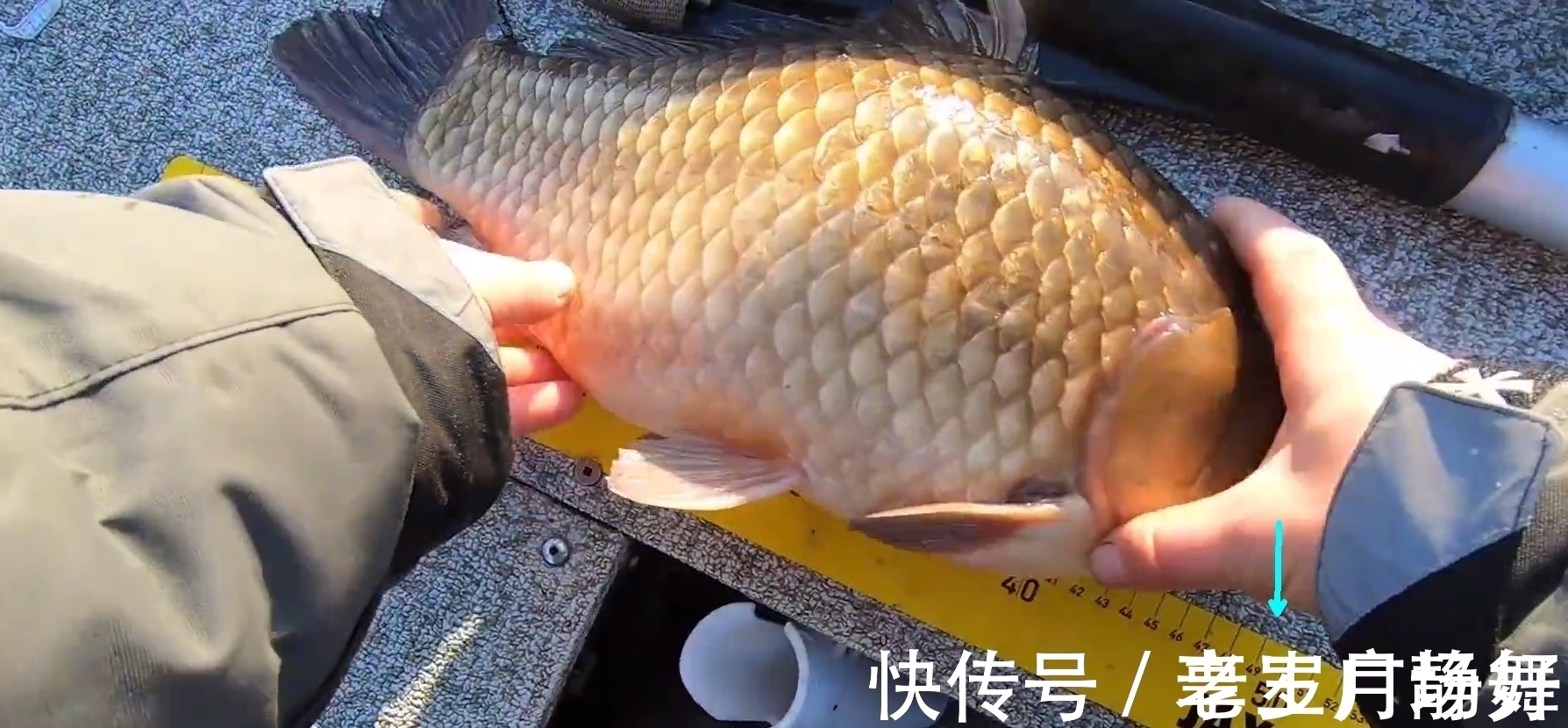 野生鲫鱼能长到半米长?北方钓友无人区钓起5.2斤野生大板鲫