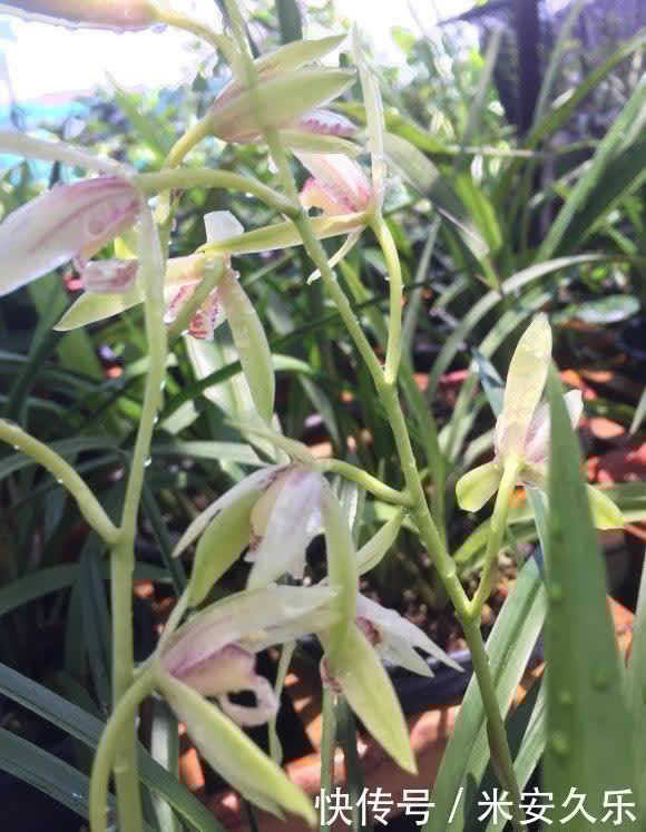 兰花|夏天养兰花,放在室外多淋雨,雨水比施肥管用,促进新芽生长