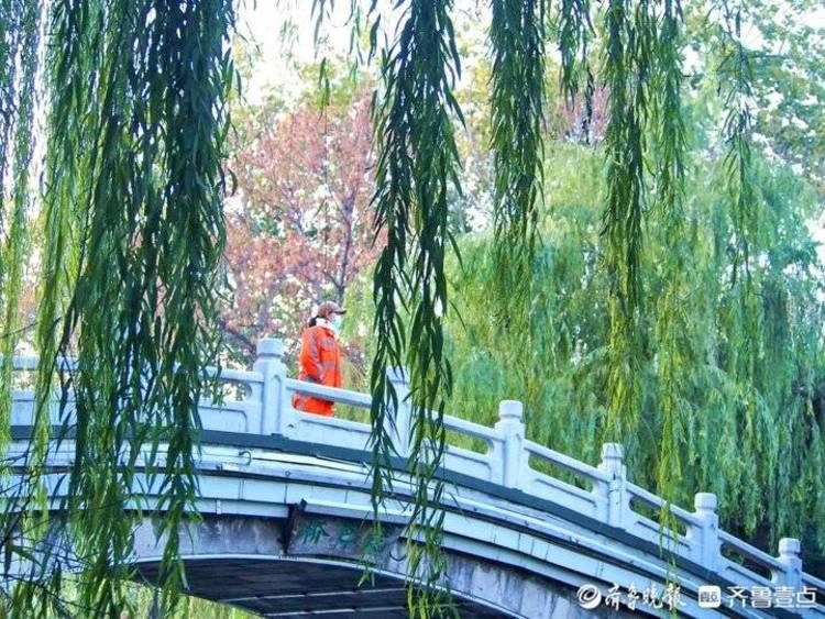 济南|大雪节气已过，济南黑虎泉畔垂柳仍翠绿茂盛