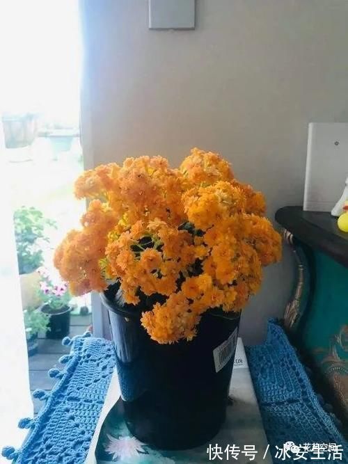 长寿花|长寿花,开花前后多做两步,花期提前到,连开两三次,都是大花团