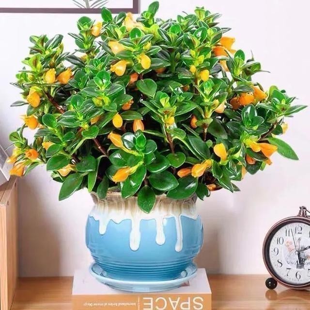 金鱼|吊兰长出了“金鱼”,极好的兆头,寓意“年年有余”!