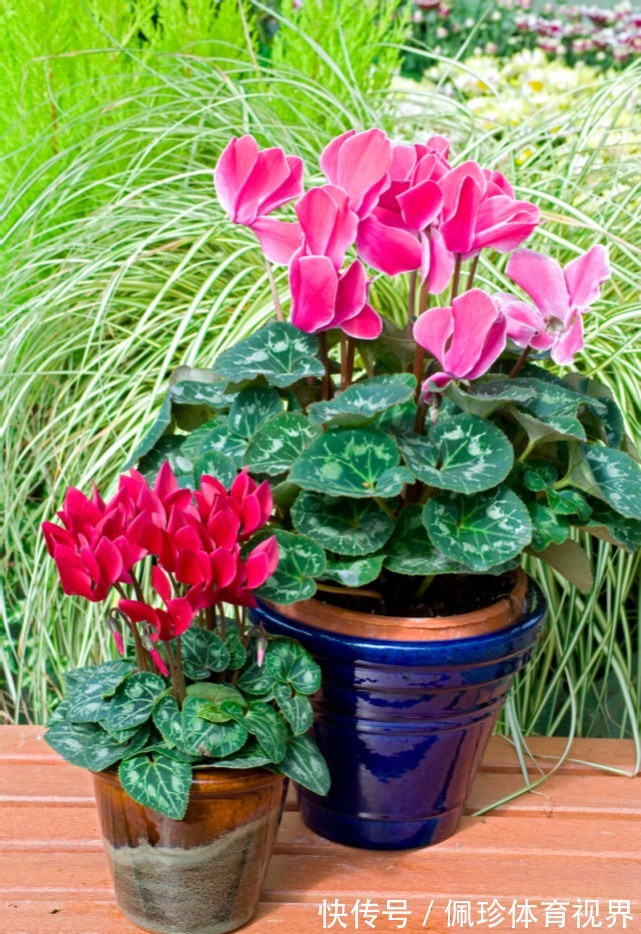 分享9种有格调的“旺财花”,除了好看,还吉祥,寓意财源滚滚