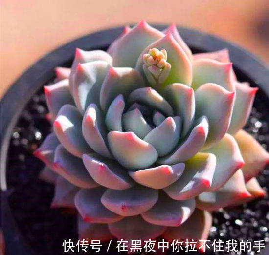 一种养花万能土，满足花卉生长需求，透气透水不烂根