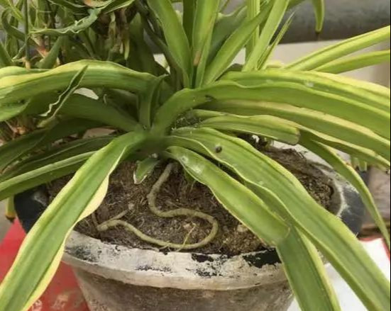 养花技巧花草换盆不懂这3点难怪换完盆就黄叶枯死