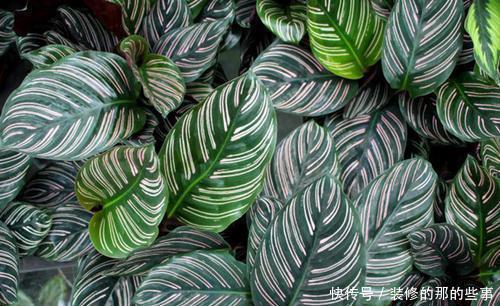 好养|4种叶子花,比绿萝好养,比吊兰好看,是家庭盆栽佳品!