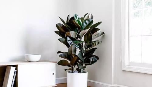 株型|养在客厅里特别霸气的几种大型植物,有的还能养成盆景