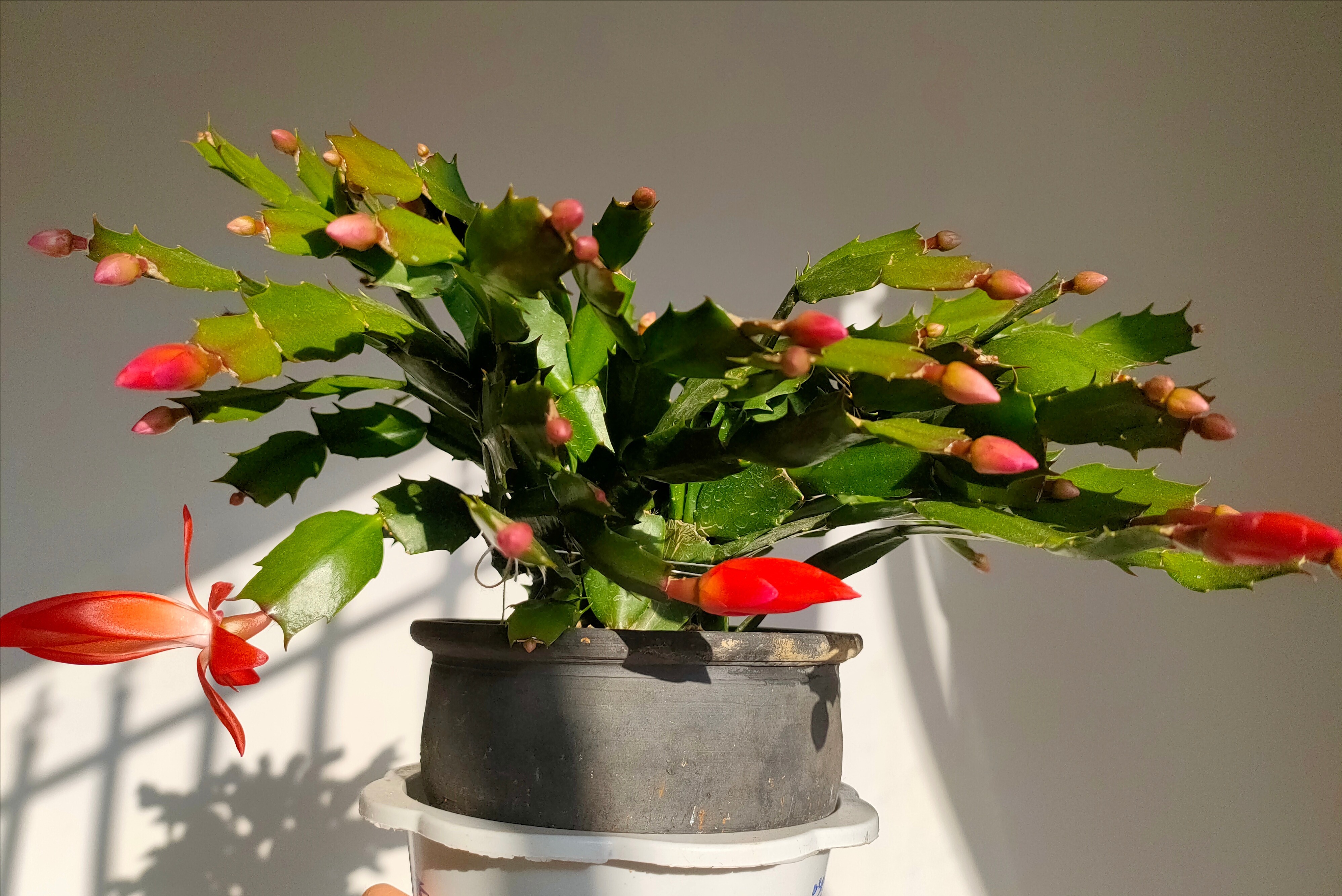 蟹爪兰不长花苞、开花少?教你简单“4步骤”,20天长出花苞来