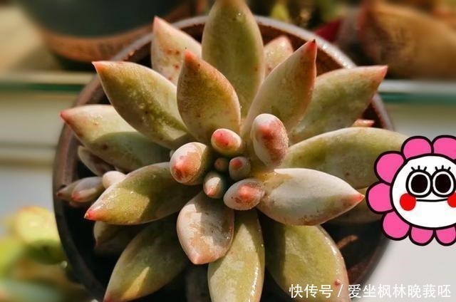 事实|事实证明,隔着玻璃窗也可以养好多肉,但摆放位置要特别注意!