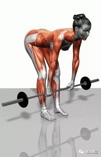 肱三头肌|肌肉群锻炼动作示意图，想练什么对号入座！