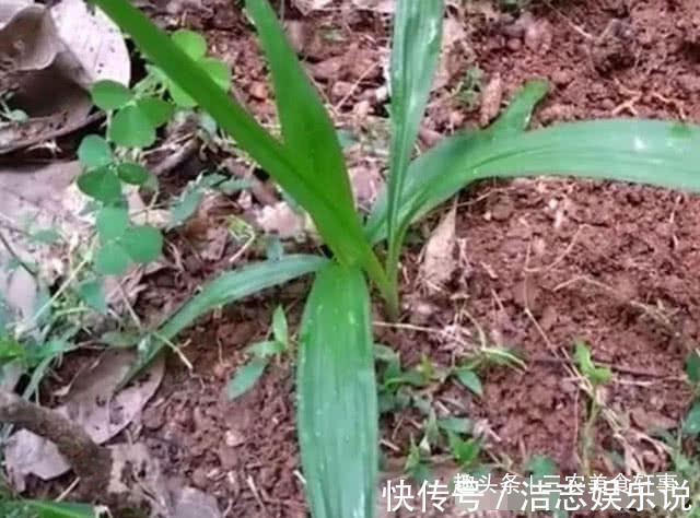 老家|农村此种野草像极了“竹叶”,50元一斤成了稀罕货