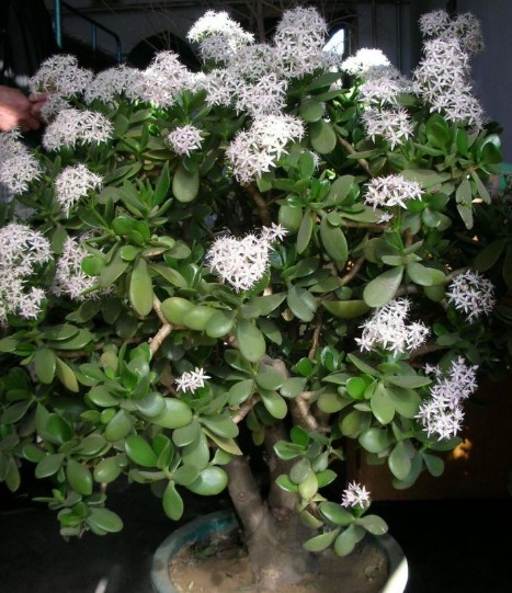 家养玉树年年不开花掌握三个小技巧，玉树就在今年盛开