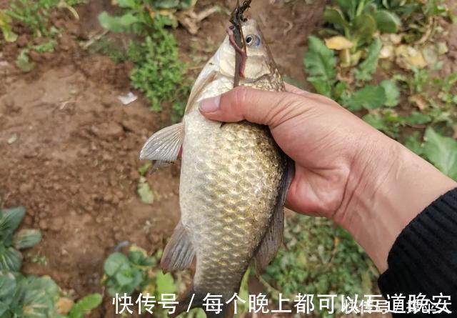 钓具|野钓实用性很高的3种钩型,分别应对大中小3类鱼情---皇禾钓具